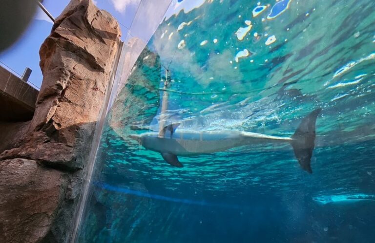 Mississippi Aquarium - ratio